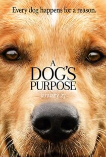 دانلود فیلم هندی A Dog’s Purpose 201741616-858029769