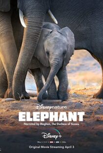 دانلود مستند Elephant 202038728-1727434598