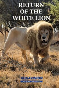 دانلود مستند Return of the White Lion 2008103488-1389924665