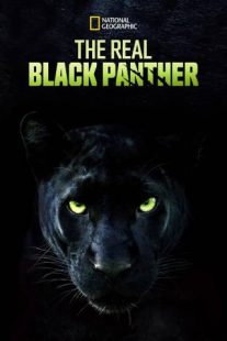 دانلود مستند The Real Black Panther 2020229564-892454494