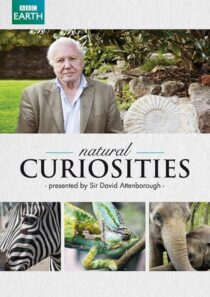 دانلود سریال Natural Curiosities382054-1788376393