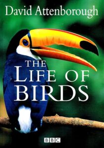 دانلود مستند The Life of Birds382058-1649705276