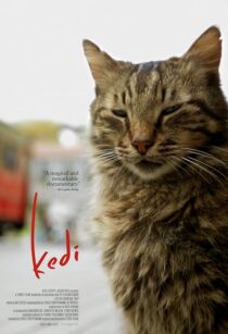 دانلود مستند Kedi 2016417655-1537108756