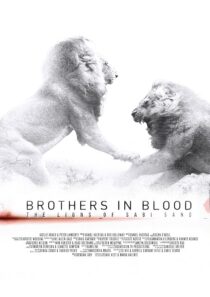 دانلود مستند Brothers in Blood: The Lions of Sabi Sand 2015424819-472467420